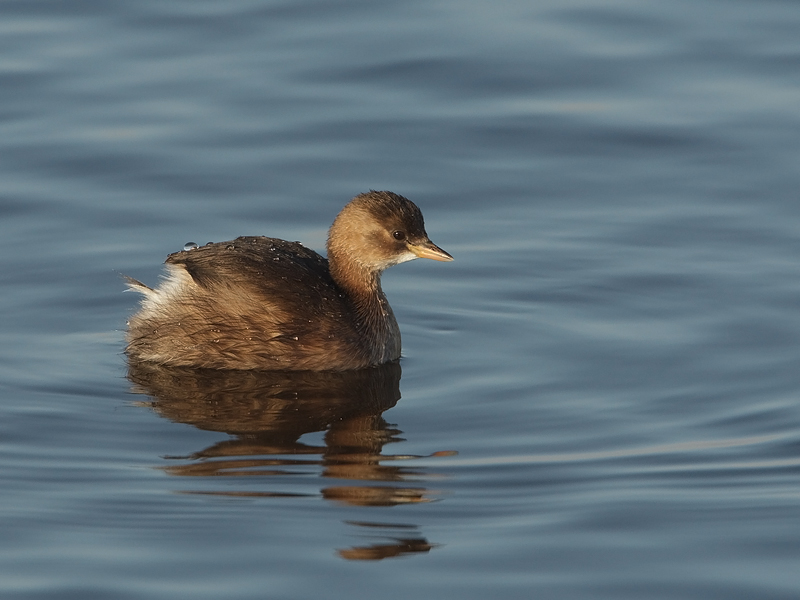 Tachybabtus ruficollis Little Grebe Dodaars